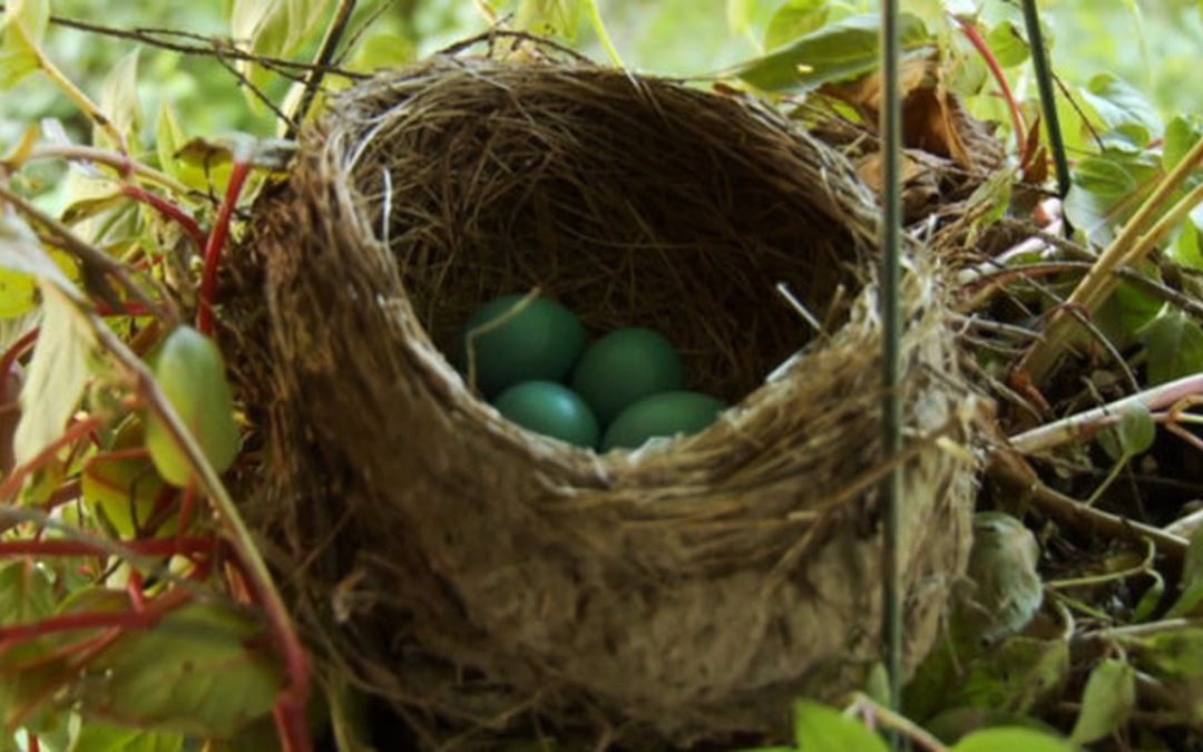 The Empty Nest Syndrome is Not Just an Emotional Response