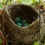 The Empty Nest Syndrome is Not Just an Emotional Response